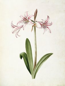 (アマリリス) Vittata Formosa 作： Mary Elizabeth Rosenberg