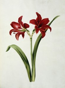 赤いアマリリス 作： Mary Elizabeth Rosenberg
