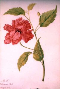 シャクヤク風の花 作： Mary Granville (attr.) Delany
