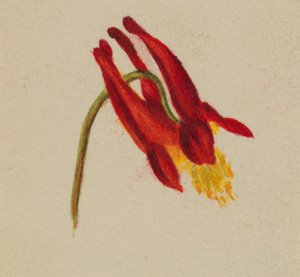 (無題) 作： Mary Vaux Walcott