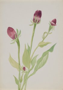 (無題--花の習作) 作： Mary Vaux Walcott
