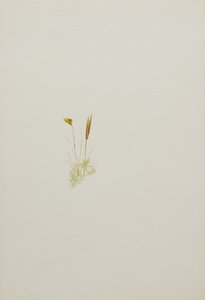 (無題--花の習作) 作： Mary Vaux Walcott