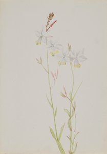 (無題--花の習作) 作： Mary Vaux Walcott