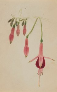 (無題--花の習作) 作： Mary Vaux Walcott