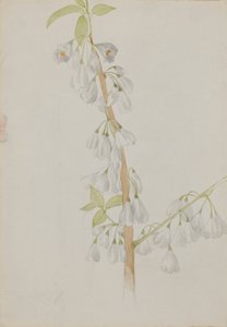 (無題--花の習作) 作： Mary Vaux Walcott