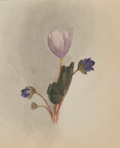 (無題--花の習作) 作： Mary Vaux Walcott