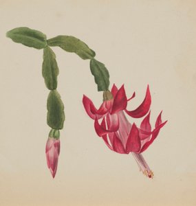 (無題--花の習作) 作： Mary Vaux Walcott