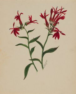 (無題--花の習作) 作： Mary Vaux Walcott
