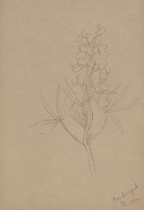 (無題--花の習作) 作： Mary Vaux Walcott