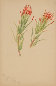 (無題--植物習作） 作： Mary Vaux Walcott