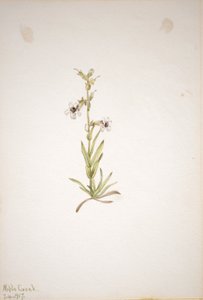 (無題--植物習作） 作： メアリーヴォーウォルコット