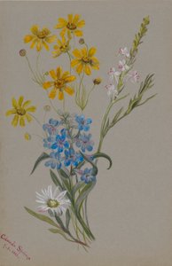 (無題、花のグループ） 作： メアリーヴォーウォルコット