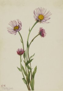 Alaskan fleabane Erigeron salsuginosus, 1925.