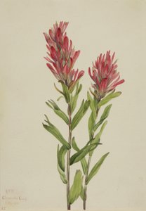 アルバータ・ペイントブラシ Catilleja miniata, 1920.