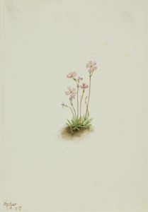 アルバータ・プリムローズ Primula maccalliana, 1917.