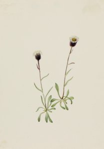 Aleutian Fleabane Erigeron unalaschensis, n.d. 作： Mary Vaux Walcott