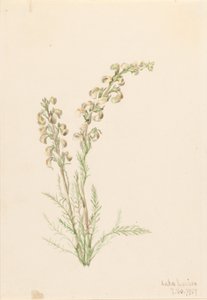 アルパイン・ファーンライフ（Pedicularis contorta）