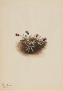 Alpine Fleabane Erigeron unalaschcensis, 1916.