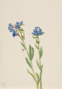 アルパイン・フォーゲット・ミー・ノット Myosotis alpestris, 1937. 作： Mary Vaux Walcott