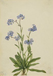 高山忘れな草 作： Mary Vaux Walcott