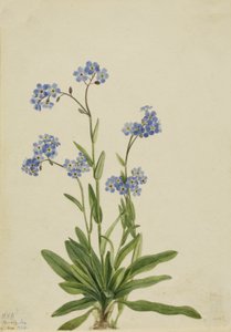 アルパイン・フォーゲットミーノット Myosotis alpestris, 1924.