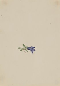 アルパインハレベル Campanula lasiocarpa, n.d. 作： Mary Vaux Walcott