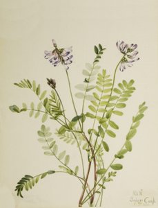 アルパイン・ミルクベッチ Astragalus alpinus, 1921. 作： Mary Vaux Walcott