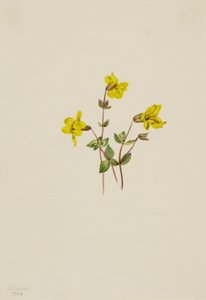 アルパインモンキーフラワー Mimulus caespitosus, 1904. 作： Mary Vaux Walcott