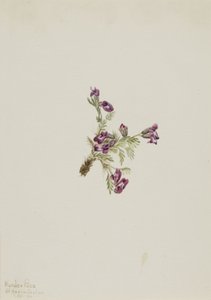 Alpine Pointvetch Oxytropis podocarpa、1916 年。 作： Mary Vaux Walcott