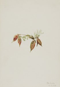 Alpine Pointvetch Oxytropis podocarpa, 1918. 作： Mary Vaux Walcott