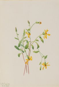 Alpine Ragwort Senecio species, 1905.