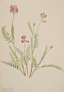 アルパインベッチ Astragalus bourgovii, 1917. 作： Mary Vaux Walcott