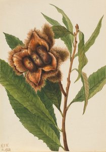 American Chestnut Castanea dentata, 1932年。