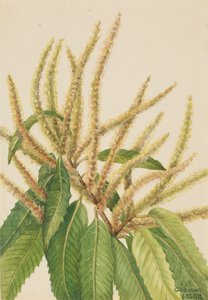American Chestnut Castanea dentata, 1932年。 作： Mary Vaux Walcott