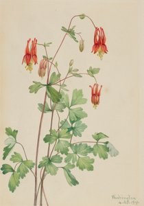 アメリカのコロンバイン オダマキ カナデンシス、1919 年。 作： Mary Vaux Walcott