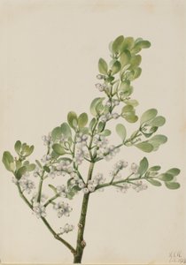 アメリカヤドリギ（Phoradendron flavescens） 作： Mary Vaux Walcott