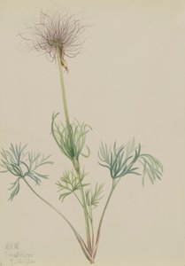 アメリカのパスクフラワー Pulsatilla ludoviciana, 1920. 作： Mary Vaux Walcott
