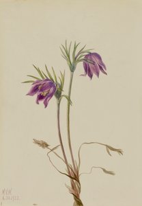 アメリカのパスクフラワー Pulsatilla ludoviciana, 1922.