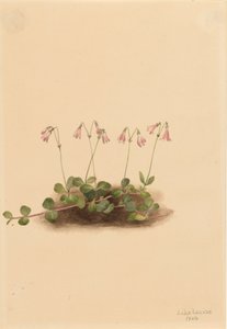 American Twinflower Linnaea borealis americana, 1902. 作： Mary Vaux Walcott