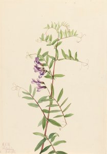 アメリカン・ベッチVicia americana, 1922.