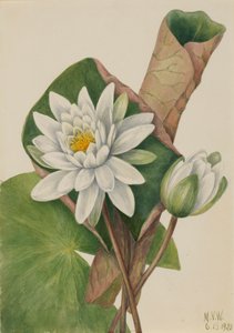 アメリカスイレン カスタリア オドラタ、1920 年。 作： Mary Vaux Walcott