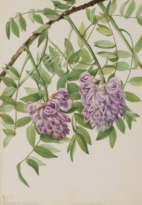 アメリカのウィステリア Kraunhia frutescens, 1925.