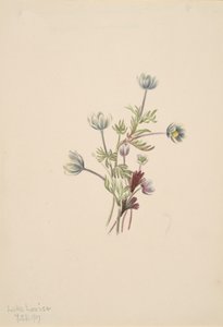 Anemone drummondii, 1907. 作： Mary Vaux Walcott