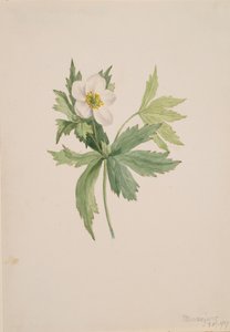 アネモネ・カナデンシス、1907年。 作： Mary Vaux Walcott