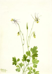 Aquilegia ecalcarata, 1935. 作： Mary Vaux Walcott
