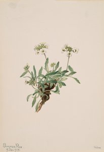 ドラモンド・アラブ、1917年。 作： Mary Vaux Walcott