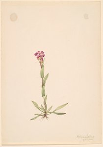 Arabis lyallii, 1916.