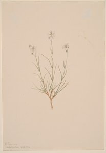 台湾砂岩、1904 年。