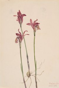 アレシューサ アレシューサ・バルボサ、1918年。 作： Mary Vaux Walcott