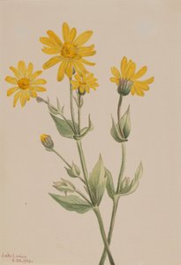 アルニカ Arnica latifolia、1904年。